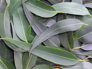 eucalyptus  leaves